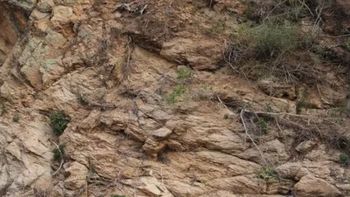 Sólo un GENIO con vista de HALCÓN puede encontrar el CIERVO OCULTO en el acertijo visual