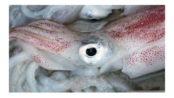 Atraparon un calamar gigante