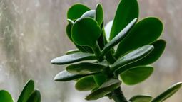 Cómo hacer qué el árbol de jade crezca más rápido en primavera Cómo hacer qué el árbol de jade crezca más rápido en primavera
