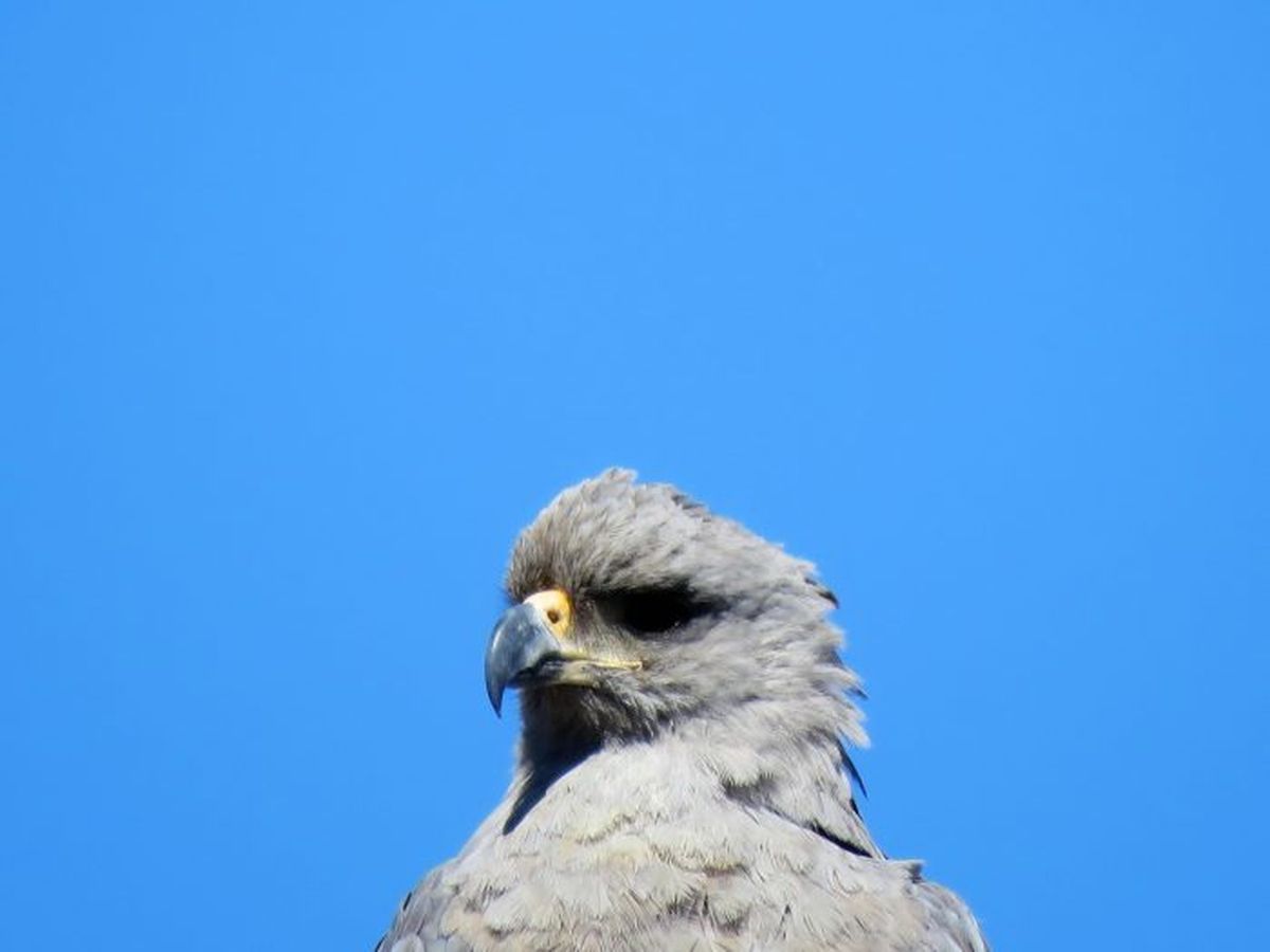 El animal había sido visto antes a 100 kilómetros del Valle de Uco. El animal había sido visto antes a 100 kilómetros del Valle de Uco.