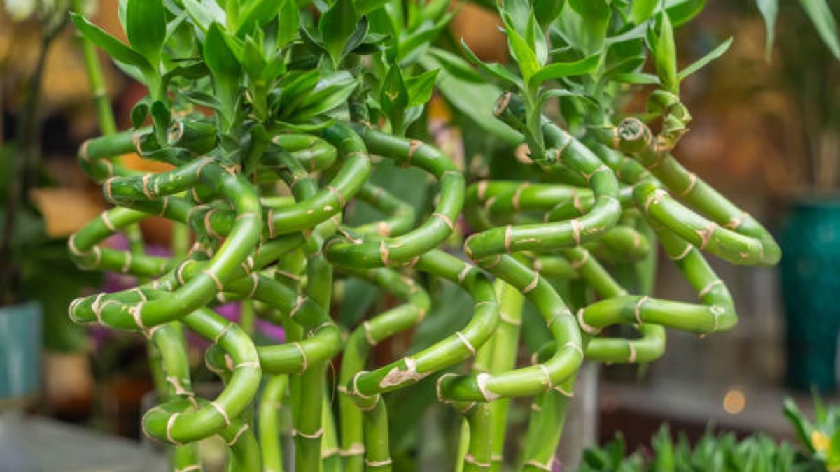Bambú de la suerte, una planta venerada por el Feng Shui.
