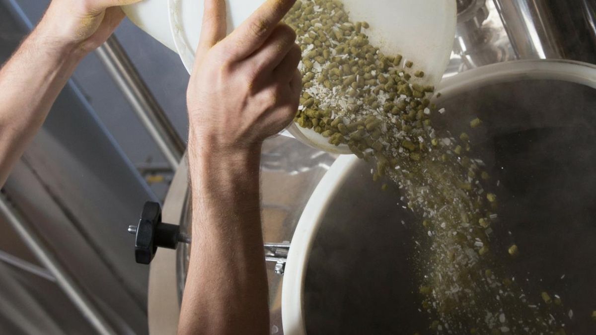 El lúpulo es uno de los tres elementos básicos que se usan para elaborar cerveza, y la producción artesanal permite jugar con distintas variedades.