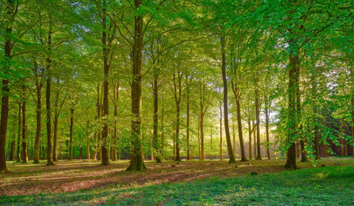 El bosque se encuentra en un lugar de dif&iacute;cil acceso.