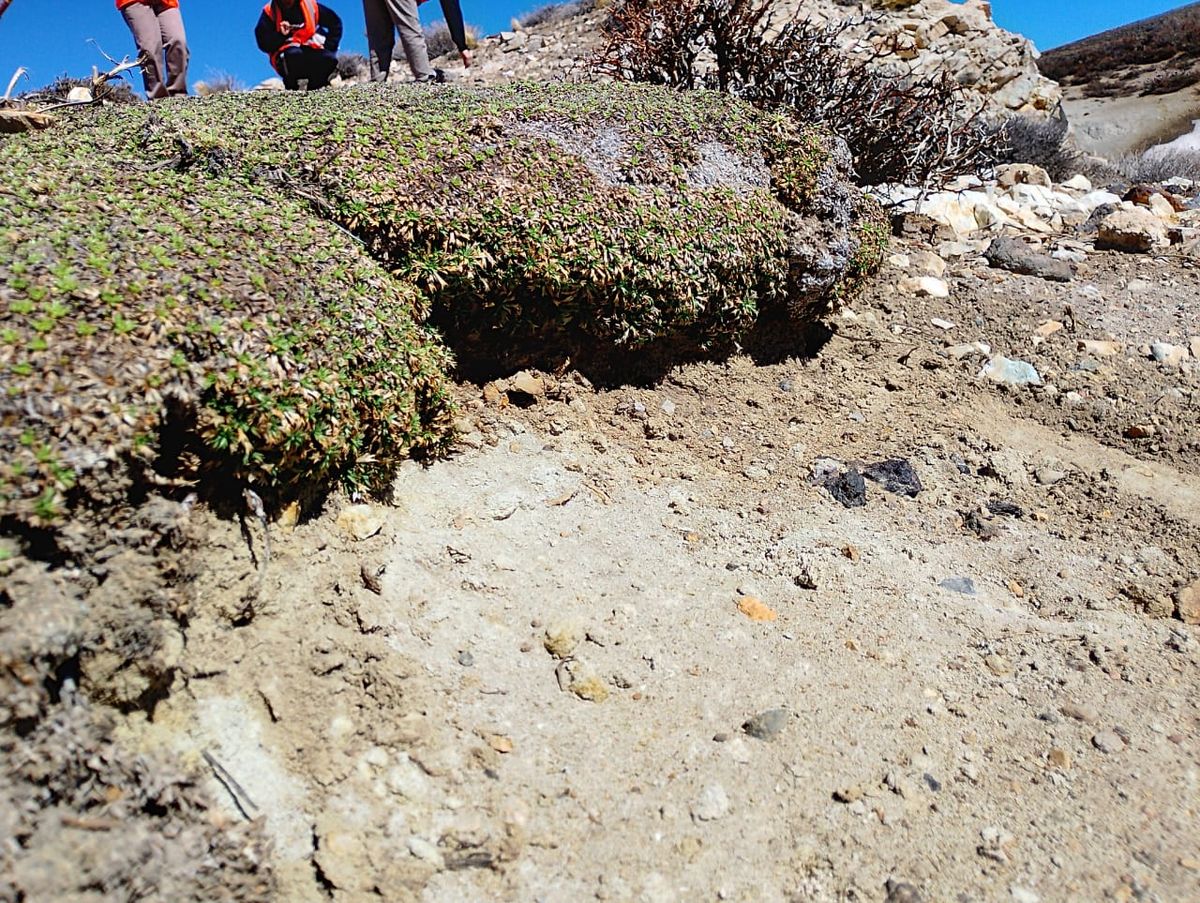 Vegetación tras la exploración de hierro en el Sur de Mendoza. Vegetación tras la exploración de hierro en el Sur de Mendoza.