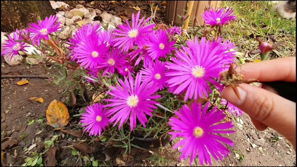 Cultivar esta planta es muy sencillo. Cultivar esta planta es muy sencillo.