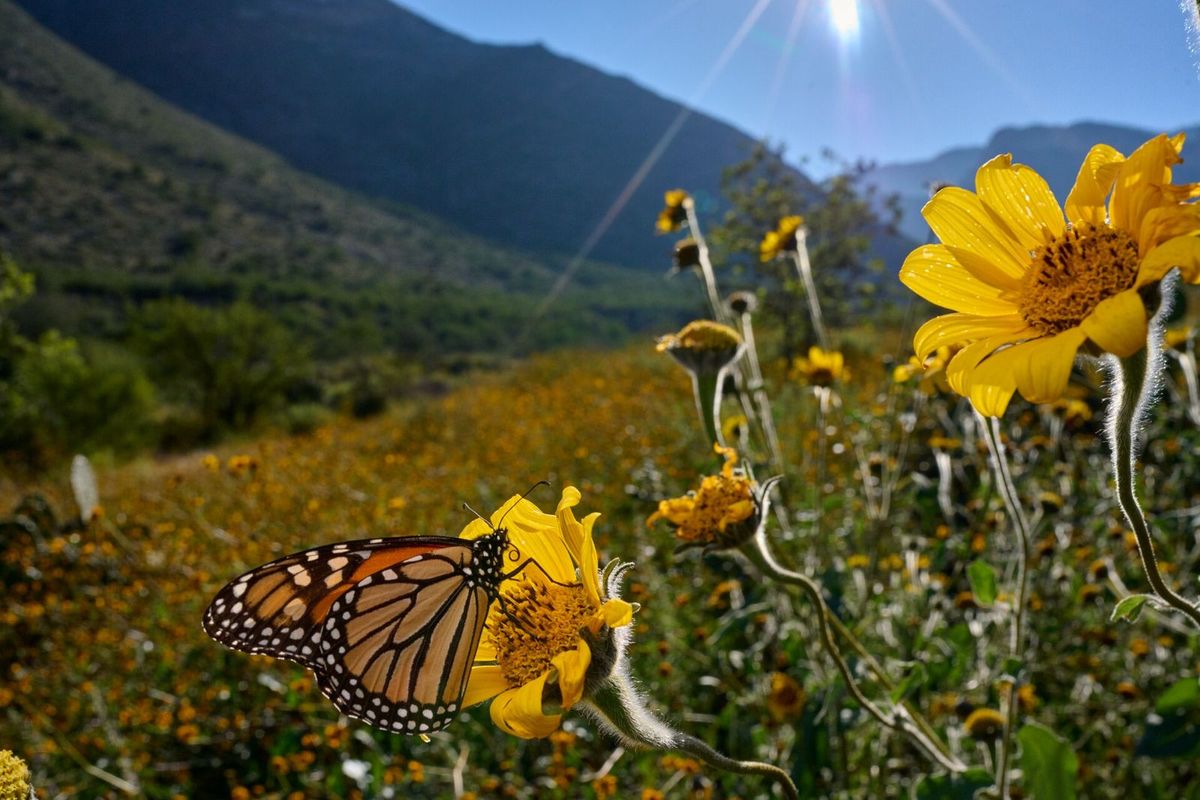 Debido a un viento norte subirán las temperaturas