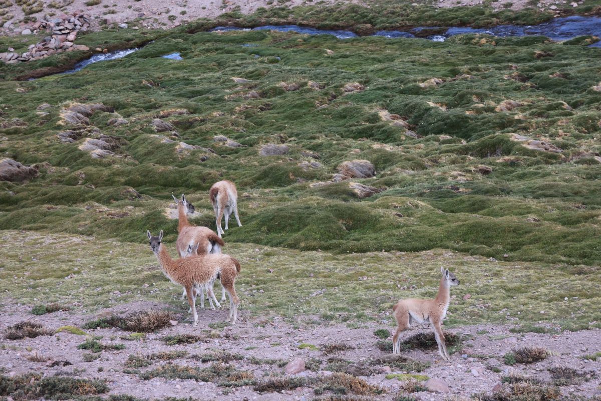 La naturaleza se vuelve protagonista en los alrededor de 500 kilómetros del trayecto. La naturaleza se vuelve protagonista en los alrededor de 500 kilómetros del trayecto.