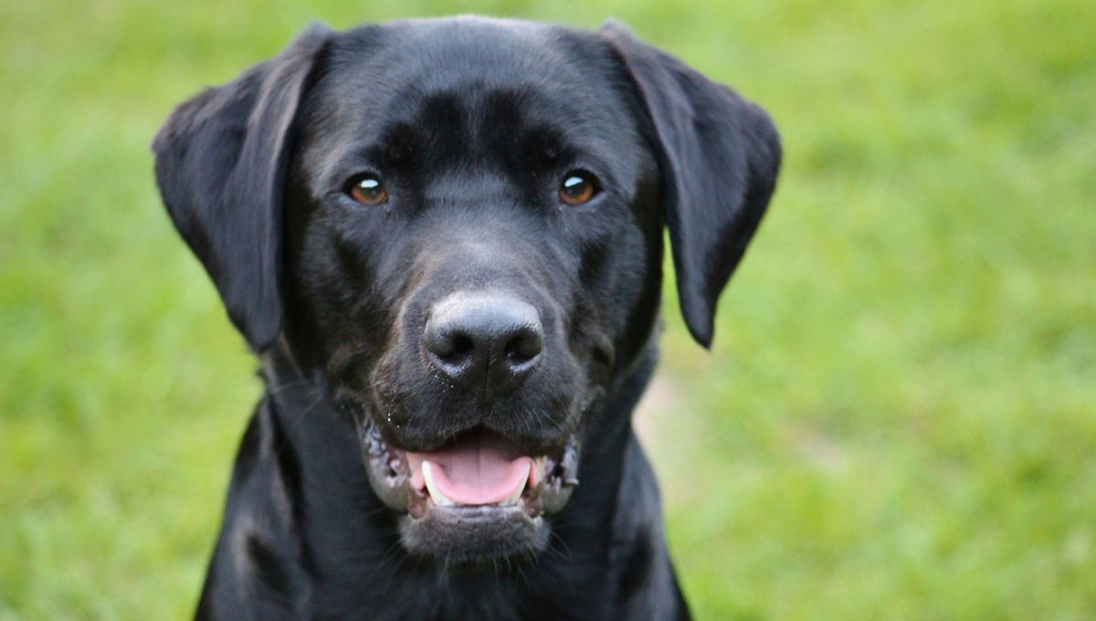 Dos perros bonitos, simpáticos y compañeros Dos perros bonitos, simpáticos y compañeros
