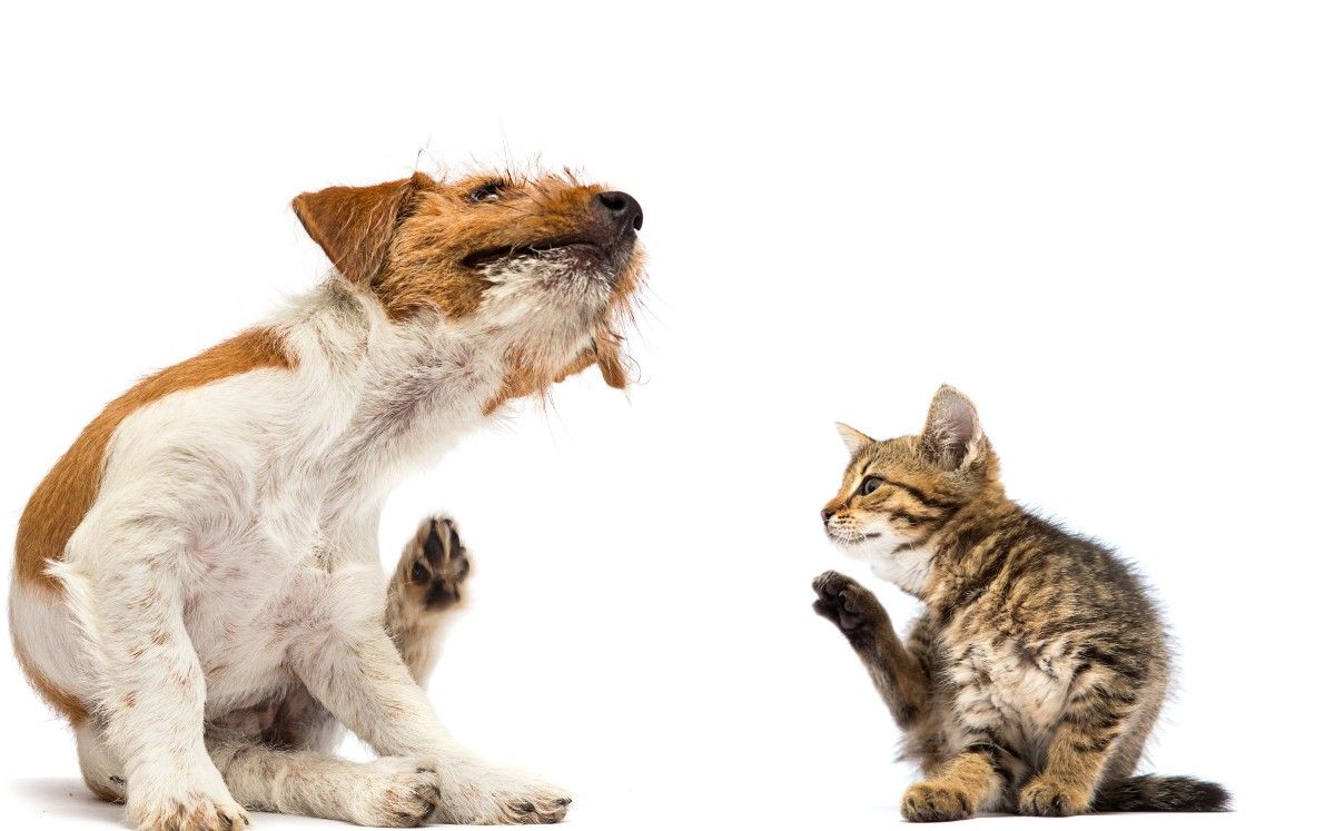 La mezcla de ingredientes que es perfecta para eliminar pulgas en perros y gatos La mezcla de ingredientes que es perfecta para eliminar pulgas en perros y gatos