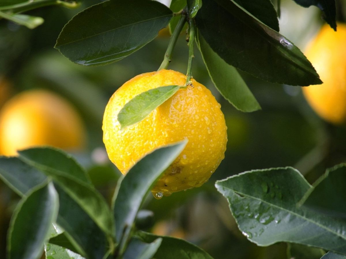 A menudo, los c&iacute;tricos producen m&aacute;s fruta de la que pueden soportar.&nbsp;