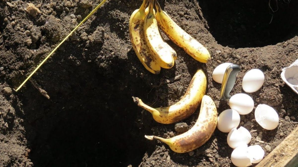 Mezclar cáscaras de huevo con cáscaras de banana: por qué recomiendan hacerlo Mezclar cáscaras de huevo con cáscaras de banana: por qué recomiendan hacerlo
