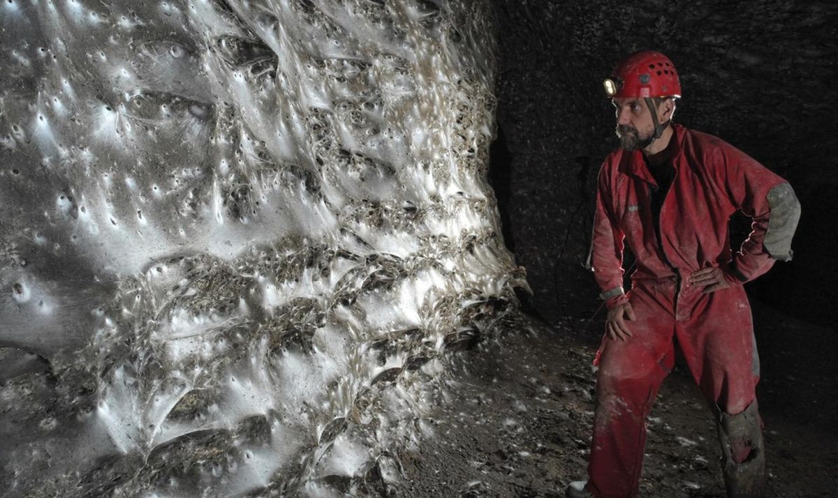 Los científicos se encontraron con una colosal tela de araña en lo profundo. Los científicos se encontraron con una colosal tela de araña en lo profundo.