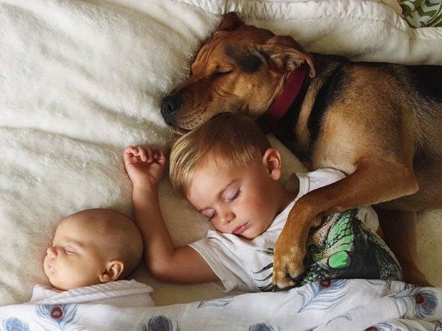 El perro y el niño que dormían la siesta juntos crecieron y suman compañía