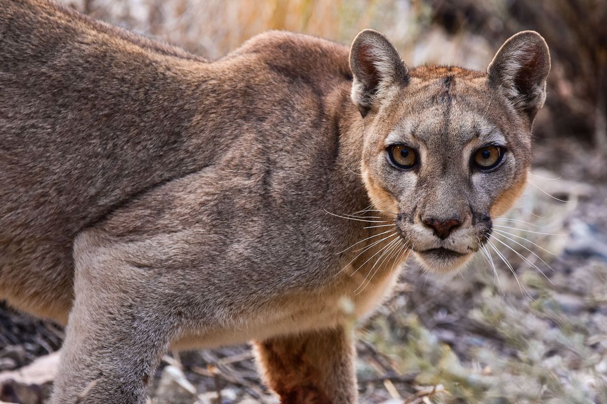 Visitante felino. Video: un niño encontró un puma en el baño de una escuela.