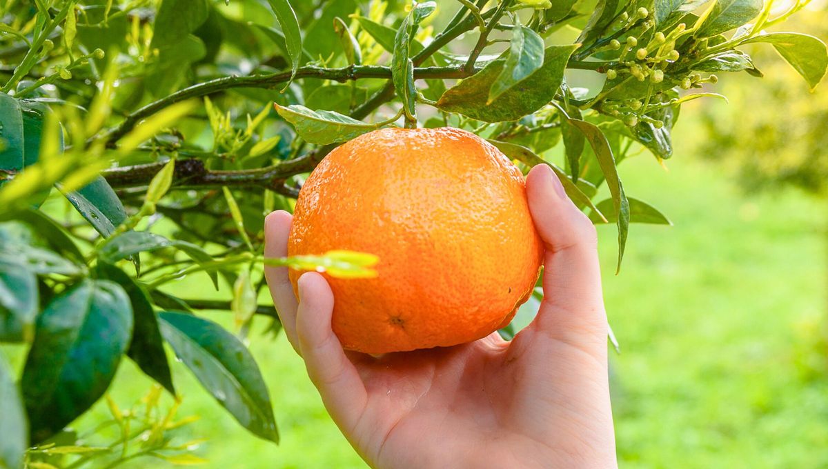 La primavera (al menos 6 semanas después de la última helada) es la época óptima para plantar un árbol de naranjo. La primavera (al menos 6 semanas después de la última helada) es la época óptima para plantar un árbol de naranjo.