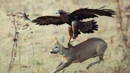 El increíble video vuelve a circular donde muestra a un águila real que se lleva un ciervo como si nada y muchos no pueden creer la fuerza de esta ave gigant
