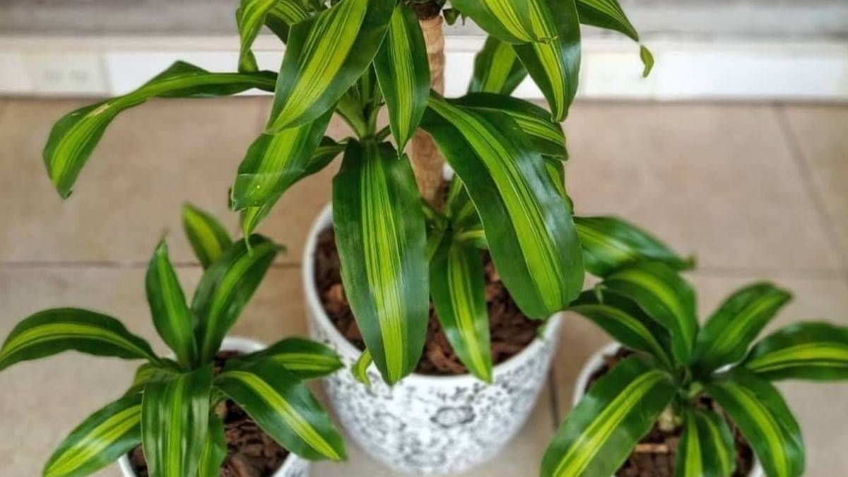 El palo de agua es la planta de la felicidad. El palo de agua es la planta de la felicidad.