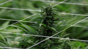 Canadá, camino a la legalización de la marihuana