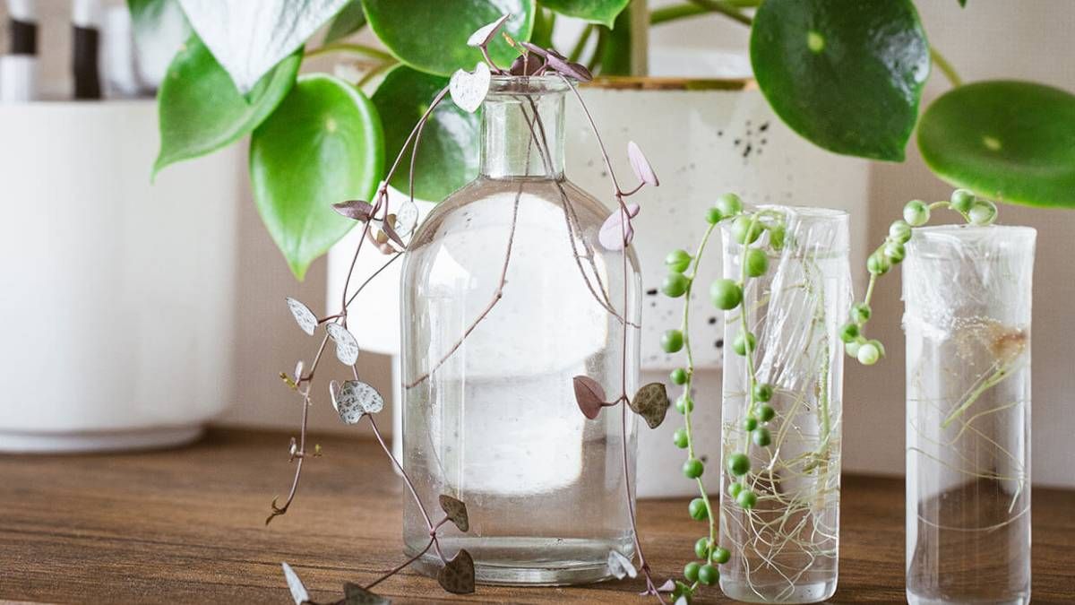 Plantas: cómo cultivar las suculentas más lindas en agua