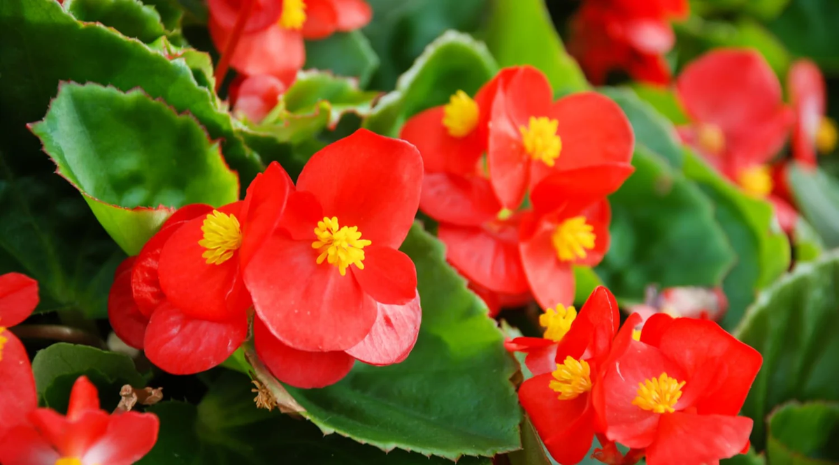 Las flores de la begonia son de muchos colores, incluyendo rojo, naranja, amarillo, rosa y blanco. Imagen: Freepik. Las flores de la begonia son de muchos colores, incluyendo rojo, naranja, amarillo, rosa y blanco. Imagen: Freepik.