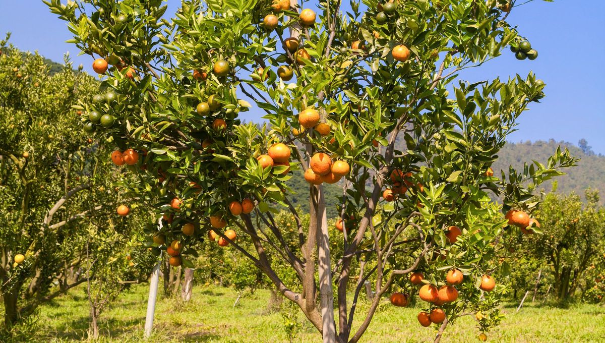 Si busc&aacute;s maximizar la producci&oacute;n y garantizar un crecimiento saludable para la pr&oacute;xima temporada, marzo ofrece ventanas espec&iacute;ficas que deber&aacute;s aprovechar.
