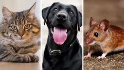 Este test sencillo puede mostrar facetas ocultas de tu personalidad al elegir uno de los animales