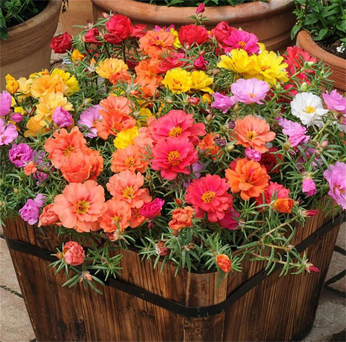 La portulaca o flor de seda requiere mantenimiento básico, así que la pueden cuidar manos inexpertas. Imagen: Freepik. La portulaca o flor de seda requiere mantenimiento básico, así que la pueden cuidar manos inexpertas. Imagen: Freepik.