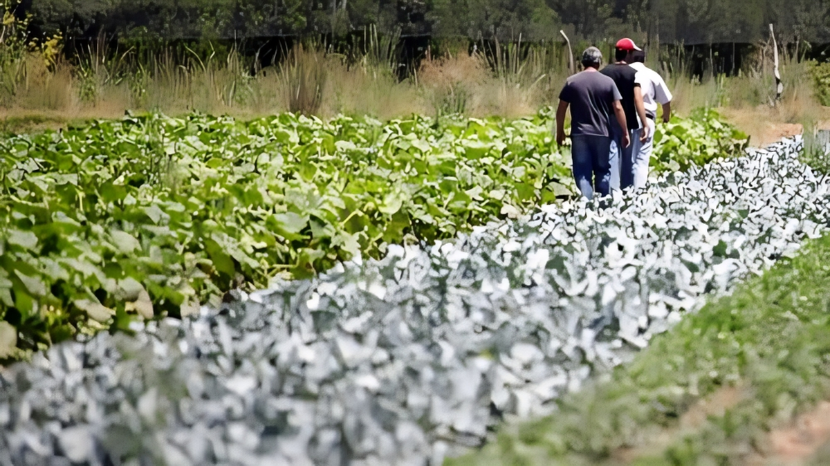 El granizo produjo graves daños en zonas productivas de Mendoza. Cornejo decidió la emergencia y/o desastre agropecuario hasta el 2025. Imagen ilustrativa.