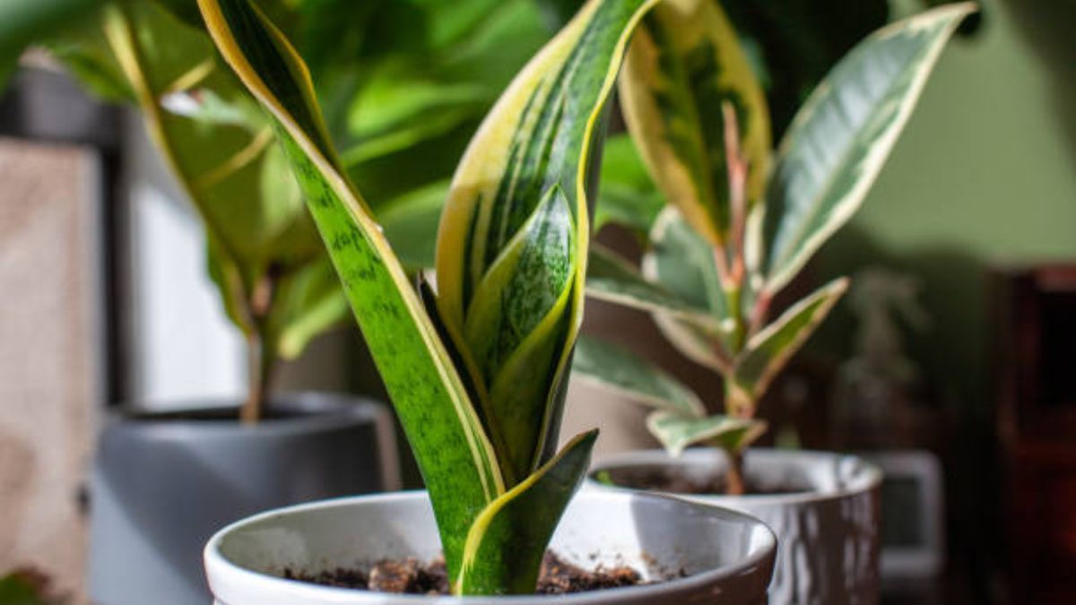 Descubrí por qué deberás realizar este truco de jardinería.