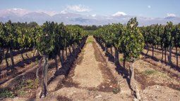 Vinos de parcela