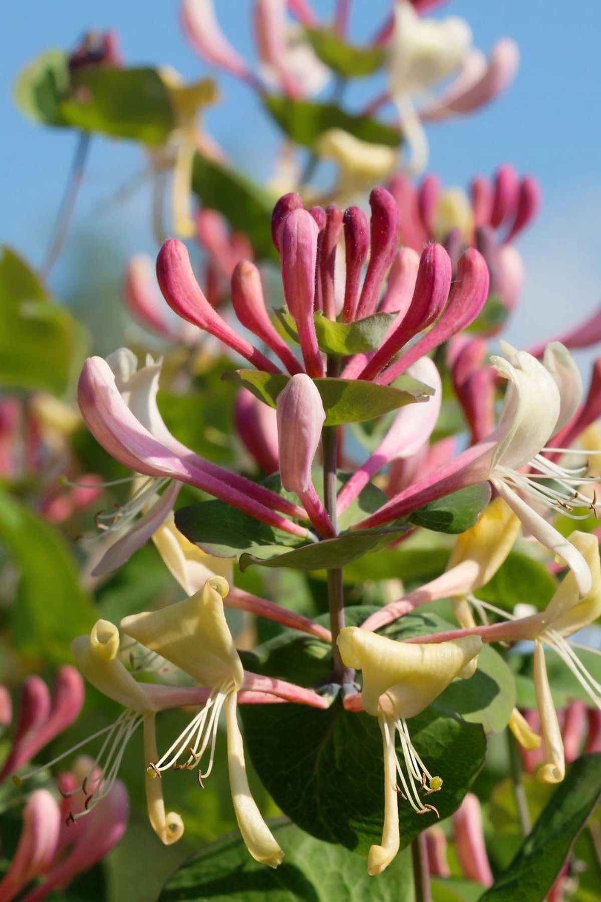 La Madreselva italiana es una planta que tiene flores hipnóticas. Imagen de Pixabay. La Madreselva italiana es una planta que tiene flores hipnóticas. Imagen de Pixabay.