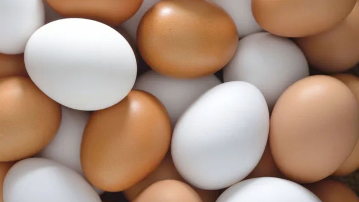 A simple vista, desde el exterior, es prácticamente imposible saber si un huevo está fecundado, si no es con ayuda de un ovoscopio.