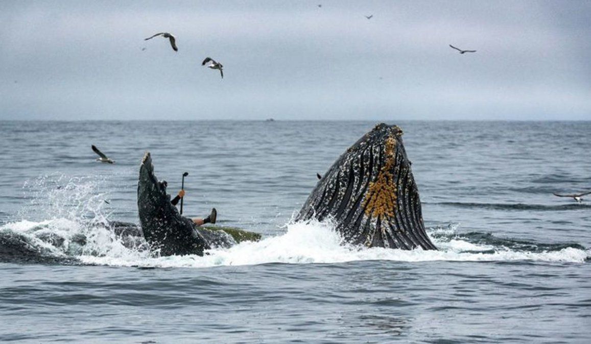 Las mujeres se encontraban viendo las ballenas en un kayak, y de repente una salió y se las tragó. Kuego las escupió y salvaron su vida