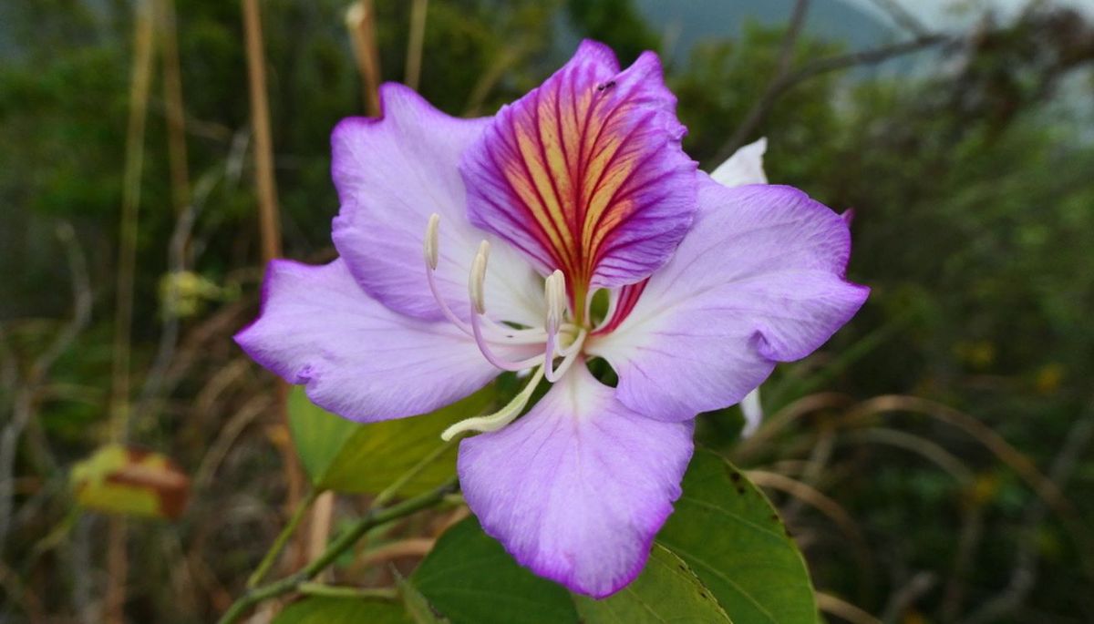 Con los cuidados adecuados, este &aacute;rbol crece sano y decora tu jard&iacute;n.