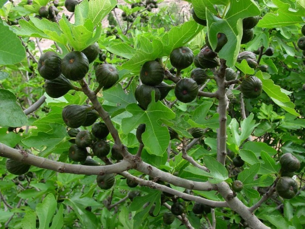 Con los cuidados adecuados, la higuera dará muchísimos frutos. Con los cuidados adecuados, la higuera dará muchísimos frutos.