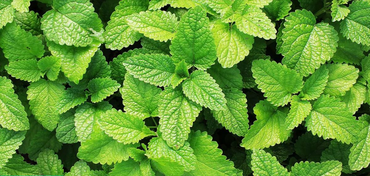 Mate rico. El mate es la infusión más popular del país y sí se la mezcla con la menta tiene más propiedades digestivas. Mate rico. El mate es la infusión más popular del país y sí se la mezcla con la menta tiene más propiedades digestivas.