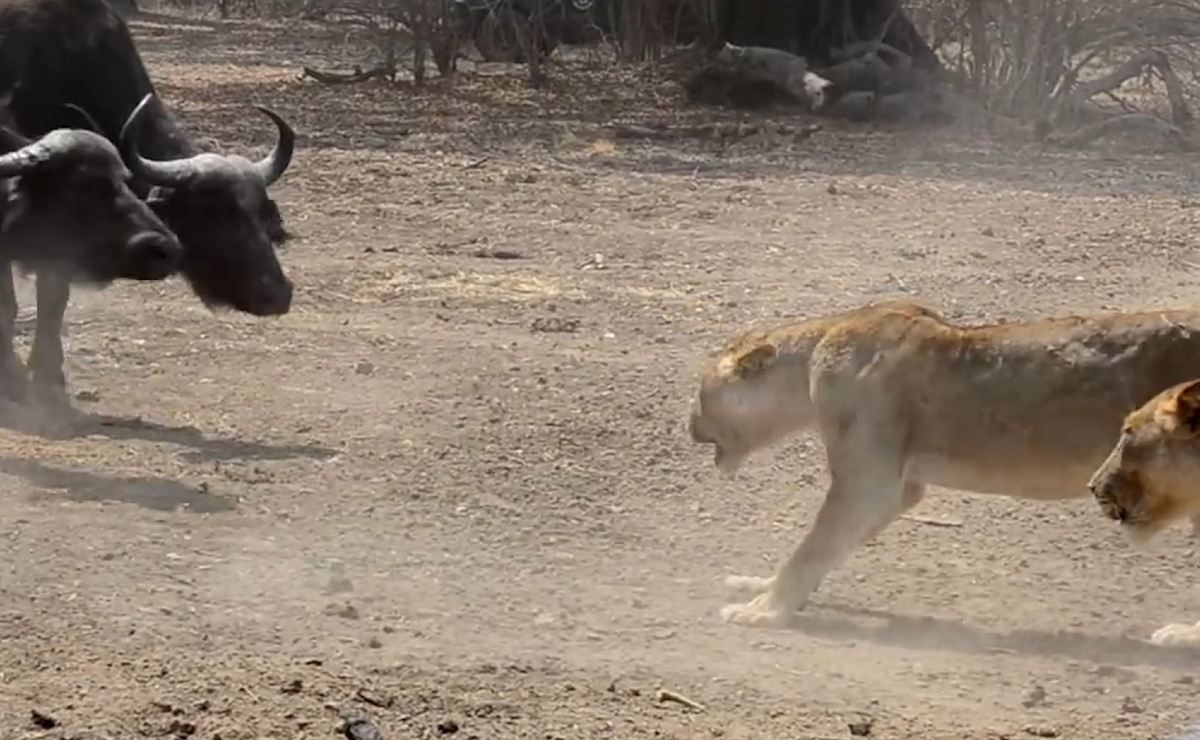 Video: feroz pelea entre leones y búfalos como en El rey león