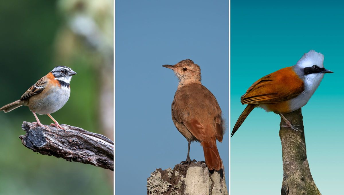El Chingolo, el Hornero y el Zorzal colorado son una de las aves más conocidas en el país por su característico canto y su presencia en la primavera. El Chingolo, el Hornero y el Zorzal colorado son una de las aves más conocidas en el país por su característico canto y su presencia en la primavera.