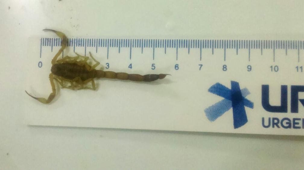 Encontraron un alacrán en el Archivo del Hospital Pediátrico de Córdoba