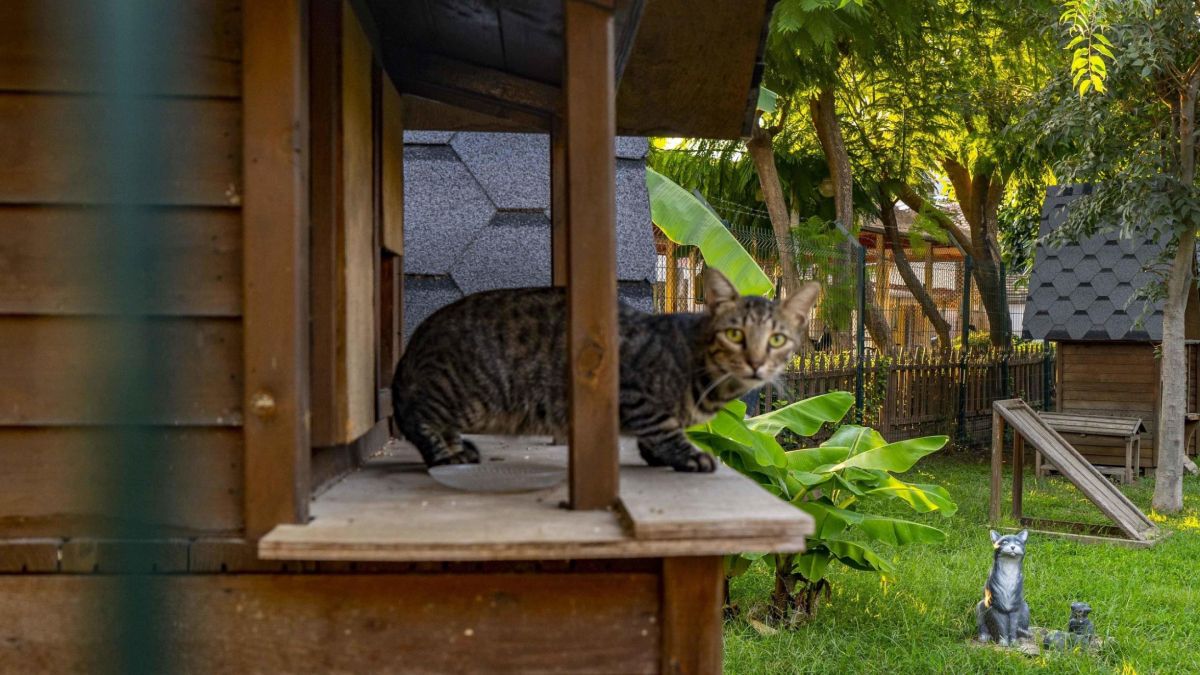 Trucos eficientes para ahuyentar gatos callejeros del jardín