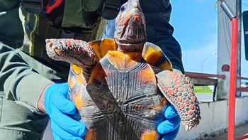 Se le escapó la tortuga: la contrabandeaba en una olla pero intentó huir y la descubrieron