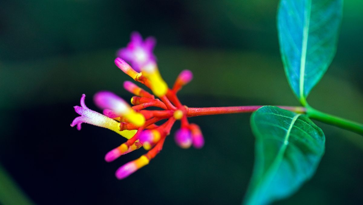5 plantas tóxicas que existen en Chile y que hay que evitar sí o sí
