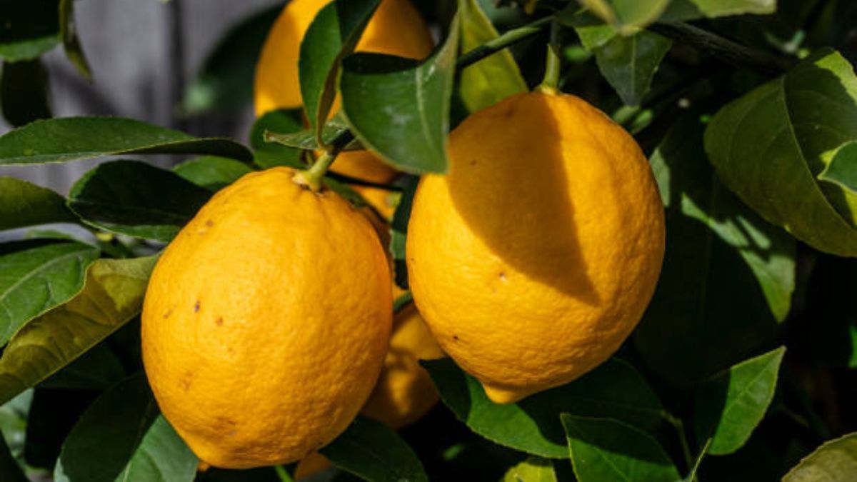 El limonero quedará desplazado gracias a esta noble planta.