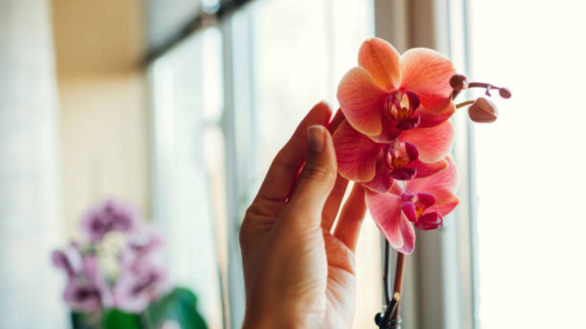 Así puedes impulsar el crecimiento de las orquídeas.
