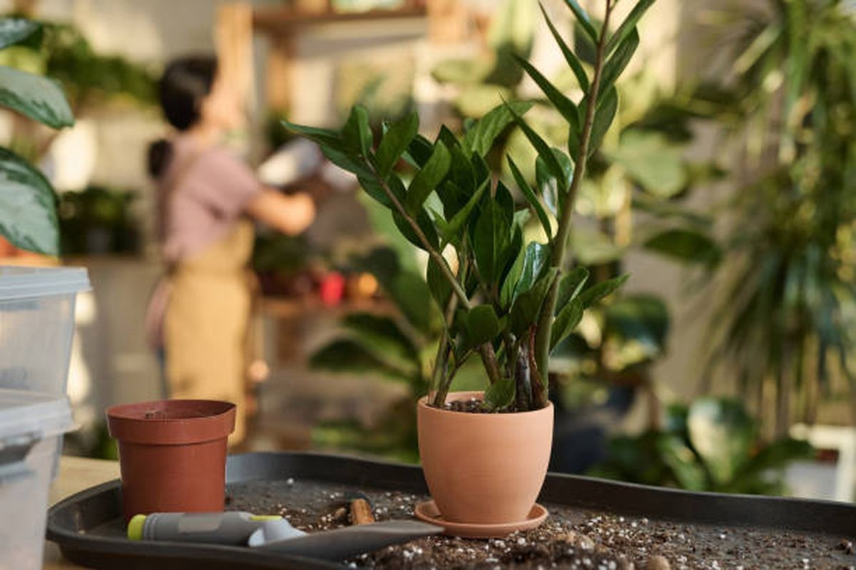 Zamioculca. Zamioculca.