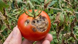 Los tomates son muy suceptibles a las plagas, por eso es vital cuidarlos mucho si no queremos que terminen infectados. Imagen generada con IA