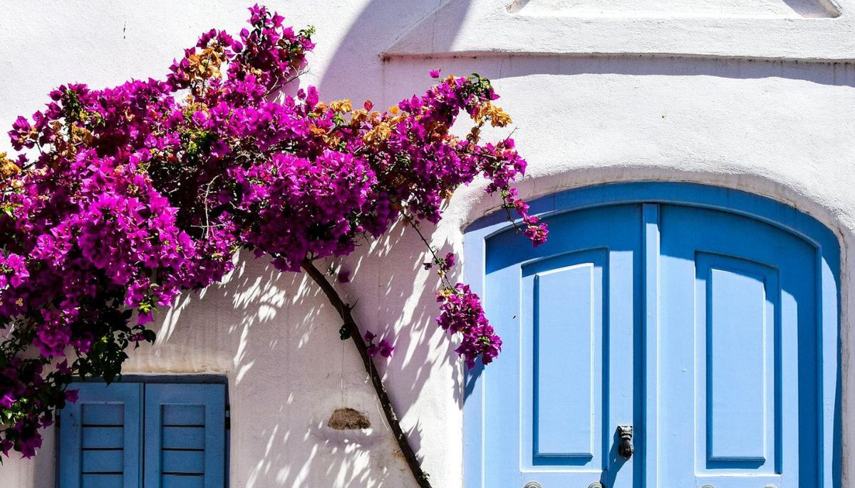 La buganvilla es una hermosa planta trepadora. Imagen: Pexels.