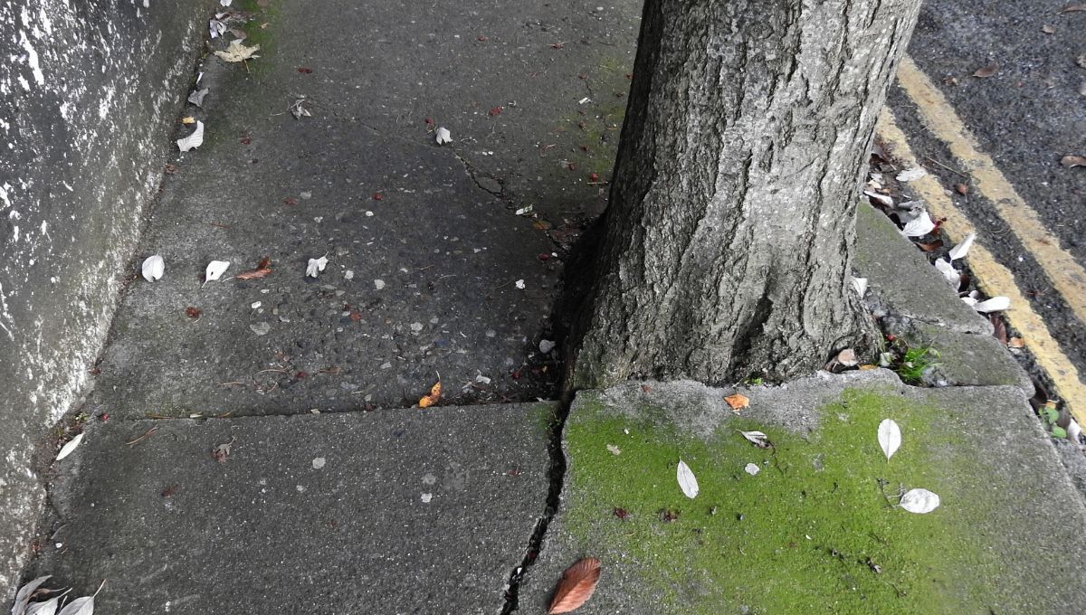 Puedo cortar el árbol del vecino si sus raíces están levantando y rompiendo mi vereda