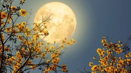 Descubrí para qué sirve el agua de Luna llena y cómo hacerla.