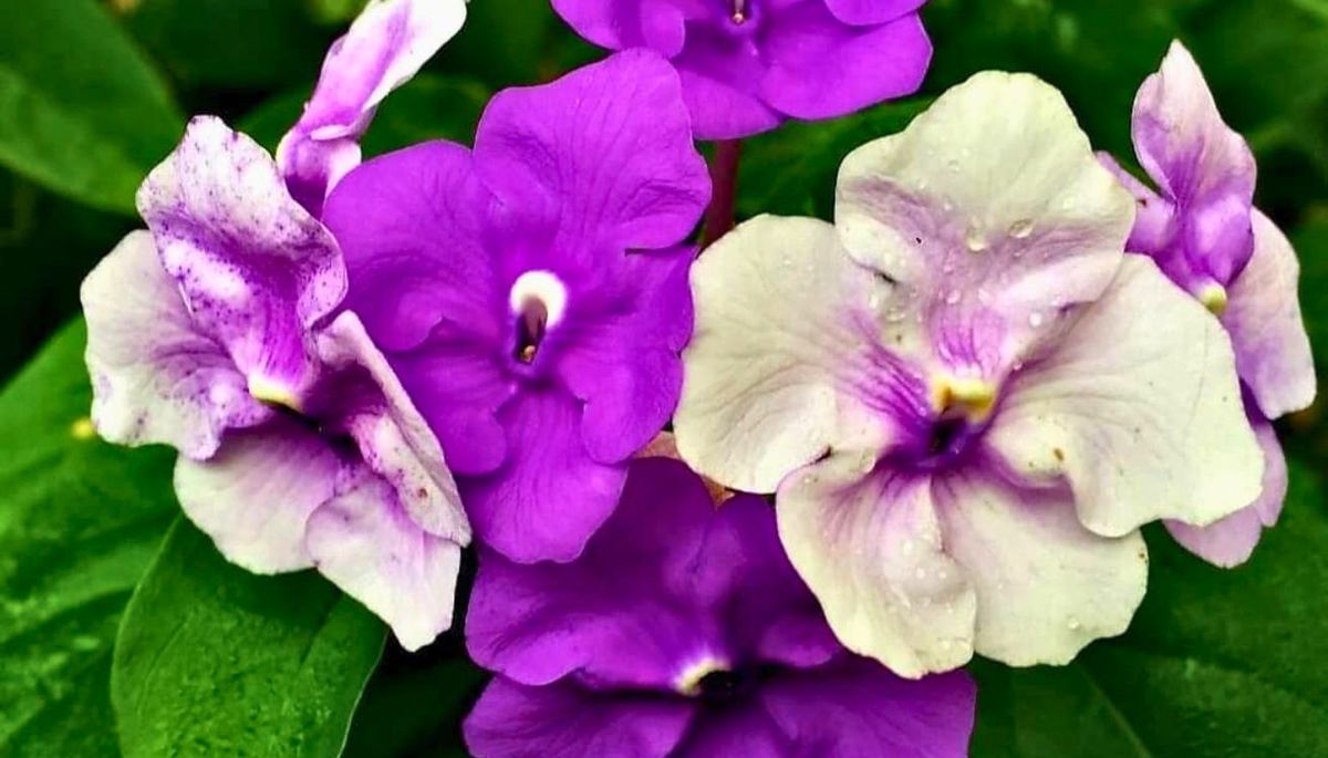 El jazm&iacute;n paraguayo tiene flores violetas y blancas.&nbsp;